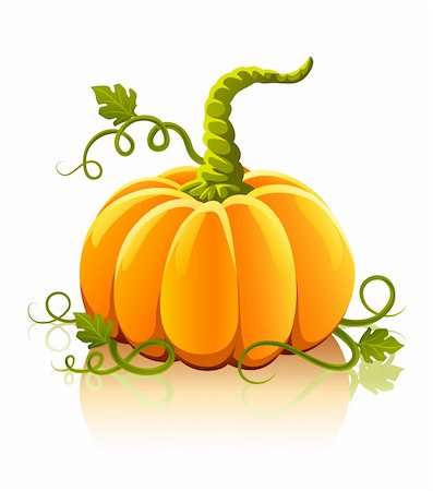 simsearch:400-04211564,k - orange citrouille légume à feuilles vertes - illustration vectorielle Photographie de stock - Aubaine LD & Abonnement, Code: 400-04143197
