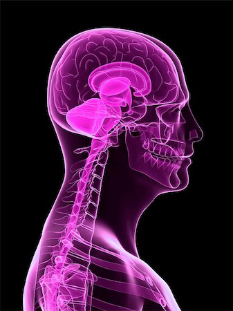 simsearch:400-08299548,k - 3d rendered x-ray illustration of a human head with highlighted brain Stock Photo - Budget Royalty-Free & Subscription, Code: 400-04157191