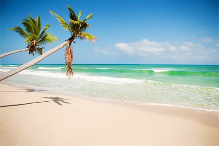 simsearch:400-04062726,k - Seashore of Caribbean sea with a palm tree Foto de stock - Super Valor sin royalties y Suscripción, Código: 400-04159930