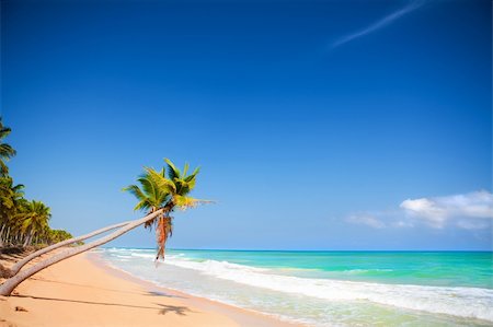 simsearch:400-04062726,k - Seashore of Caribbean sea with a palm tree Foto de stock - Super Valor sin royalties y Suscripción, Código: 400-04159948