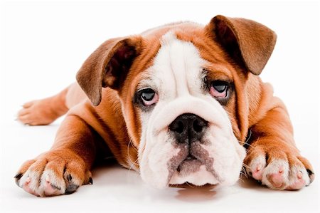 simsearch:400-04875272,k - english Bulldog puppy on isolated background Stock Photo - Budget Royalty-Free & Subscription, Code: 400-04152424