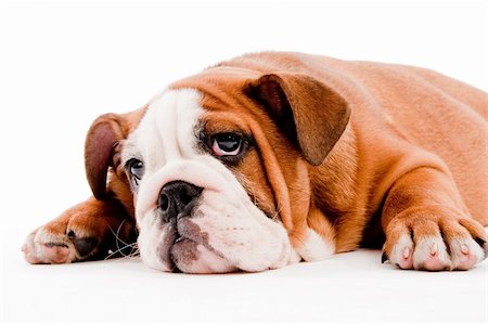 simsearch:400-04875272,k - close up of english Bulldog puppy on isolated background Stock Photo - Budget Royalty-Free & Subscription, Code: 400-04152425