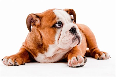 simsearch:400-04875272,k - english Bulldog puppy on isolated background Stock Photo - Budget Royalty-Free & Subscription, Code: 400-04152426