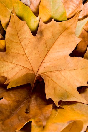 evocative - autumn details. ideal for decorate the home or office Stock Photo - Budget Royalty-Free & Subscription, Code: 400-04152693