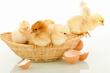 Small fluffy easter chickens in a basket and a few egg shells - isolated with reflection Stock Photo - Budget Royalty-Free & Subscription, Code: 400-04164386
