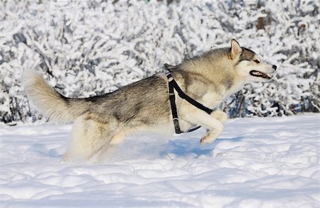 simsearch:400-06392340,k - running husky in winter Stock Photo - Budget Royalty-Free & Subscription, Code: 400-04164673