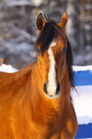 arab stallion in winter Photographie de stock - Aubaine LD & Abonnement, Code: 400-04164792