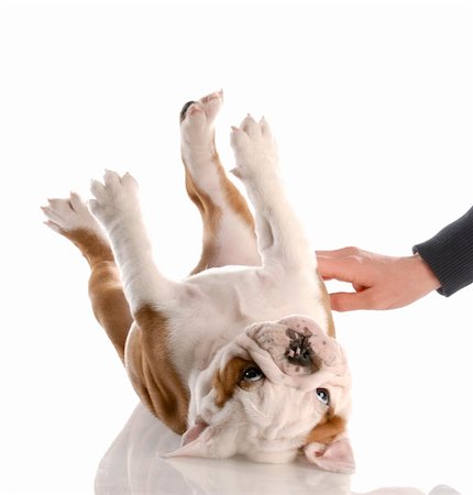 people itch scratch - english bulldog puppy getting a tummy rub Photographie de stock - Aubaine LD & Abonnement, Code: 400-04165115