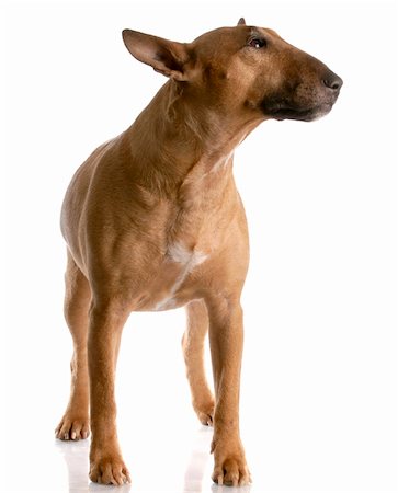 bull terrier female standing on white background - red smut color Photographie de stock - Aubaine LD & Abonnement, Code: 400-04165126