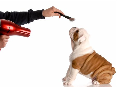 simsearch:400-04312760,k - dog grooming - hands brushing nine week old english bulldog Stock Photo - Budget Royalty-Free & Subscription, Code: 400-04165121