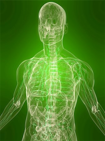 3d rendered illustration of a transparent body with healthy lymphatic system Stock Photo - Budget Royalty-Free & Subscription, Code: 400-04166403