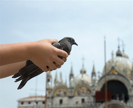 Child's hands holding pigeon. Saint Mark's basilica is visible in the background. Horizontal shot. Stock Photo - Budget Royalty-Free & Subscription, Code: 400-04168981