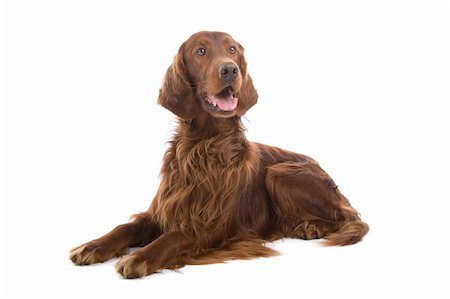 setters - Portrait of an Irish Red Setter on a white background. Stock Photo - Budget Royalty-Free & Subscription, Code: 400-04161952