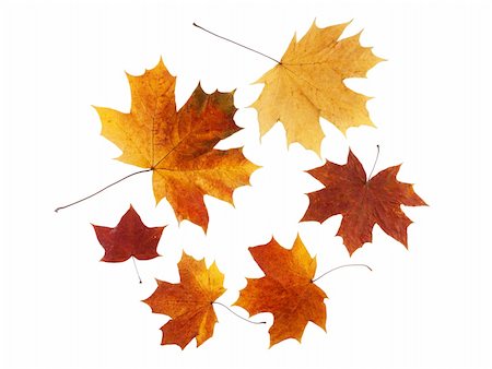 simsearch:400-05256623,k - dry maple leaf is isolated on white Photographie de stock - Aubaine LD & Abonnement, Code: 400-04163874