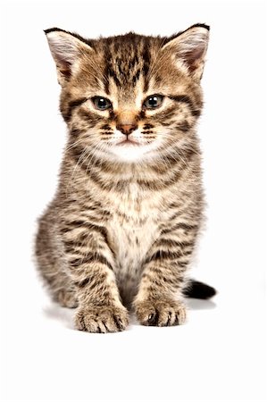 simsearch:400-05701368,k - Little cat in the white bakcground Stock Photo - Budget Royalty-Free & Subscription, Code: 400-04176047