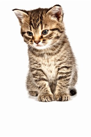 simsearch:400-05701368,k - Little cat in the white bakcground Stock Photo - Budget Royalty-Free & Subscription, Code: 400-04176048