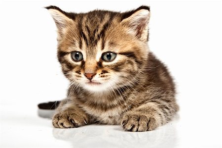 simsearch:400-05701368,k - Little cat in the white bakcground Stock Photo - Budget Royalty-Free & Subscription, Code: 400-04176049