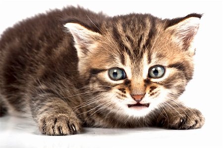 simsearch:400-05701368,k - Little cat in the white bakcground Stock Photo - Budget Royalty-Free & Subscription, Code: 400-04176052