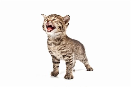 simsearch:400-05701368,k - Little cat in the white bakcground Stock Photo - Budget Royalty-Free & Subscription, Code: 400-04176064