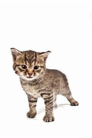 simsearch:400-05701368,k - Little cat in the white bakcground Stock Photo - Budget Royalty-Free & Subscription, Code: 400-04176065