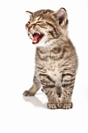 simsearch:400-05701368,k - Little cat in the white bakcground Stock Photo - Budget Royalty-Free & Subscription, Code: 400-04176062