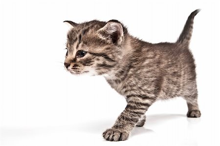 simsearch:400-05701368,k - Little cat in the white bakcground Stock Photo - Budget Royalty-Free & Subscription, Code: 400-04176070