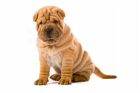 Funny sharpei puppy isolated on white background Photographie de stock - Aubaine LD & Abonnement, Code: 400-04176488