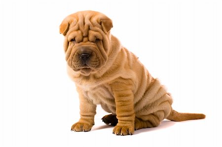 Funny sharpei puppy isolated on white background Photographie de stock - Aubaine LD & Abonnement, Code: 400-04176489