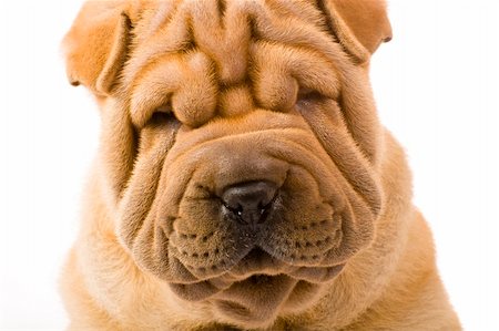 Funny sharpei puppy isolated on white background Photographie de stock - Aubaine LD & Abonnement, Code: 400-04176495