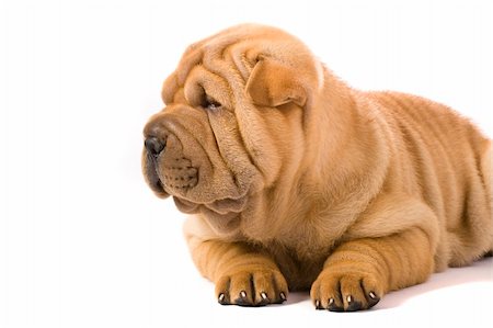 Funny sharpei puppy isolated on white background Photographie de stock - Aubaine LD & Abonnement, Code: 400-04176491