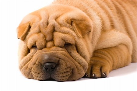 Funny sharpei puppy isolated on white background Photographie de stock - Aubaine LD & Abonnement, Code: 400-04176492