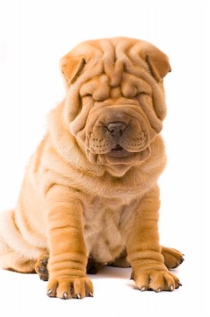 Funny sharpei puppy isolated on white background Photographie de stock - Aubaine LD & Abonnement, Code: 400-04176509