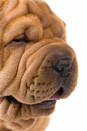 Funny sharpei puppy isolated on white background Photographie de stock - Aubaine LD & Abonnement, Code: 400-04176515