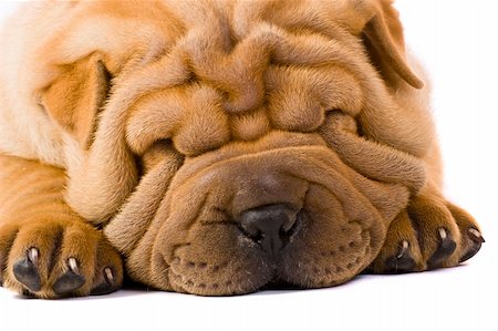 simsearch:400-04181579,k - Funny sharpei puppy isolated on white background Stock Photo - Budget Royalty-Free & Subscription, Code: 400-04176518