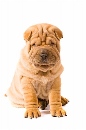 Funny sharpei puppy isolated on white background Photographie de stock - Aubaine LD & Abonnement, Code: 400-04176511