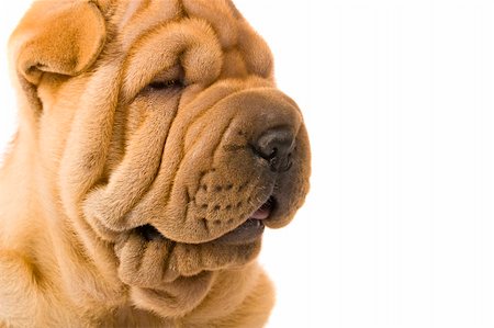 Funny sharpei puppy isolated on white background Photographie de stock - Aubaine LD & Abonnement, Code: 400-04176512