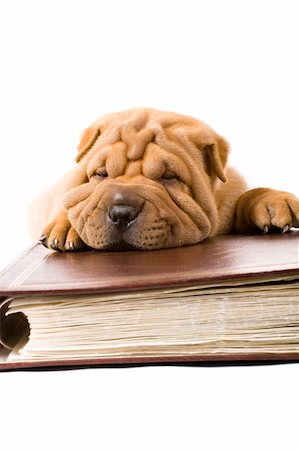 simsearch:400-04875272,k - Funny sharpei puppy isolated on white background Stock Photo - Budget Royalty-Free & Subscription, Code: 400-04176520