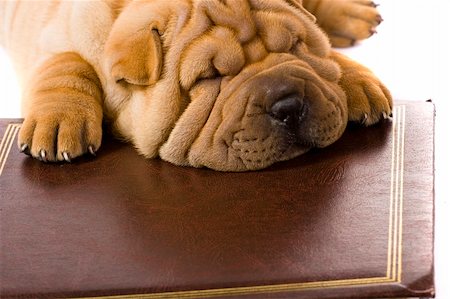 Funny sharpei puppy isolated on white background Photographie de stock - Aubaine LD & Abonnement, Code: 400-04176521