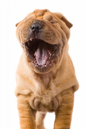 simsearch:400-04181579,k - Funny sharpei puppy isolated on white background Stock Photo - Budget Royalty-Free & Subscription, Code: 400-04176522
