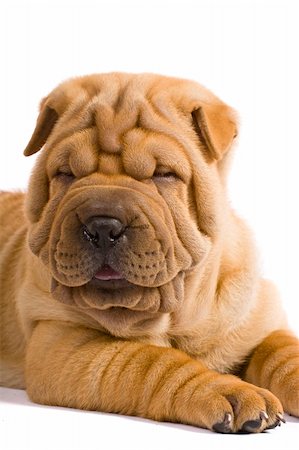 simsearch:400-04181579,k - Funny sharpei puppy isolated on white background Stock Photo - Budget Royalty-Free & Subscription, Code: 400-04176546
