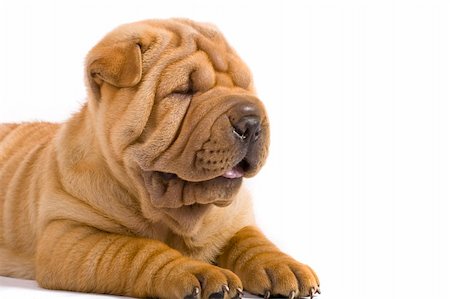 Funny sharpei puppy isolated on white background Photographie de stock - Aubaine LD & Abonnement, Code: 400-04176547