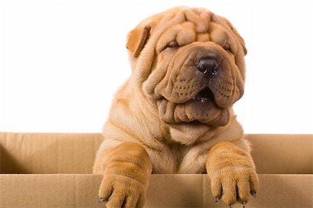 simsearch:400-04181579,k - Funny sharpei puppy isolated on white background Stock Photo - Budget Royalty-Free & Subscription, Code: 400-04176548