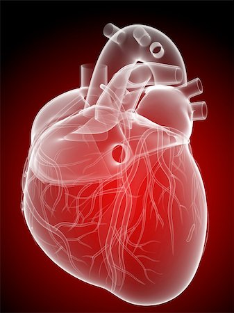 simsearch:400-04178497,k - 3d rendered anatomy illustration of a human heart Stock Photo - Budget Royalty-Free & Subscription, Code: 400-04176825