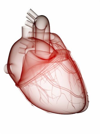 simsearch:400-04178497,k - 3d rendered anatomy illustration of a human heart Stock Photo - Budget Royalty-Free & Subscription, Code: 400-04176826