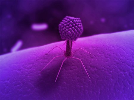 sem - 3d rendered close up of an isolated bacteriophage Stock Photo - Budget Royalty-Free & Subscription, Code: 400-04176820