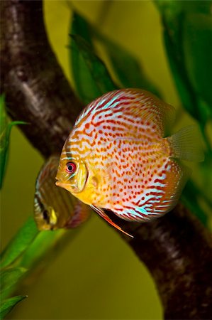 Discus fish - Symphysodon aequifasciatus Stock Photo - Budget Royalty-Free & Subscription, Code: 400-04177234