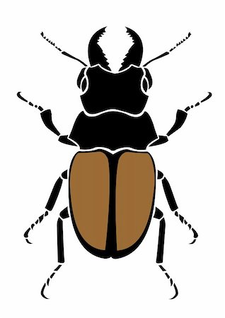 pincher bug - drawing of beetle in a white background Stock Photo - Budget Royalty-Free & Subscription, Code: 400-04177994