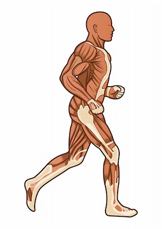 simsearch:400-04178497,k - A running figure of human anatomy in vector Stock Photo - Budget Royalty-Free & Subscription, Code: 400-04178500