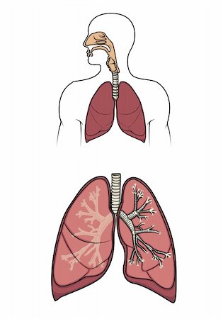 simsearch:400-04178497,k - Diagram of a human respitory system in vector Stock Photo - Budget Royalty-Free & Subscription, Code: 400-04178501