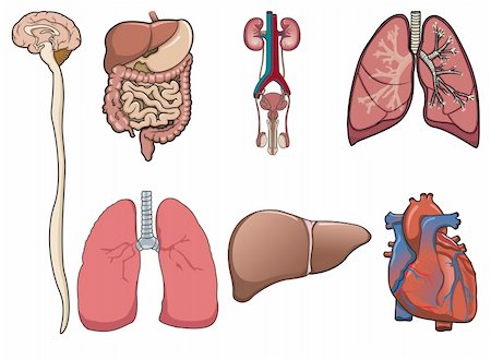 Human organ consist of brain, lung, heart, digestive system and kidney in vector Stock Photo - Budget Royalty-Free & Subscription, Code: 400-04178987